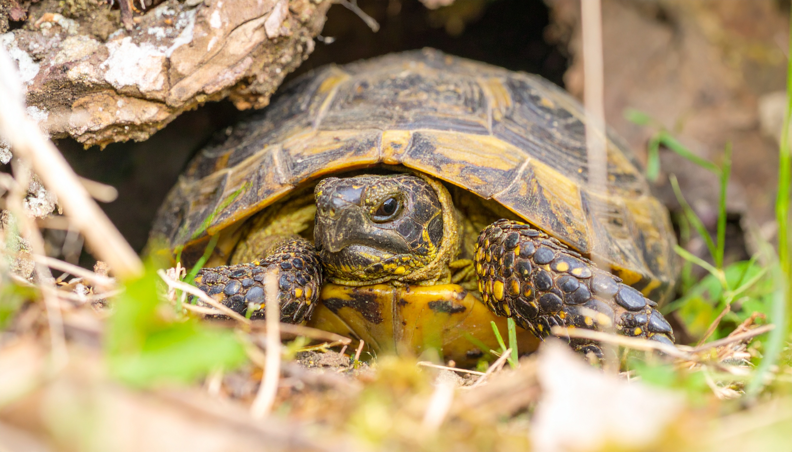 Abri extérieur pour tortue terrestre : guide complet 2025