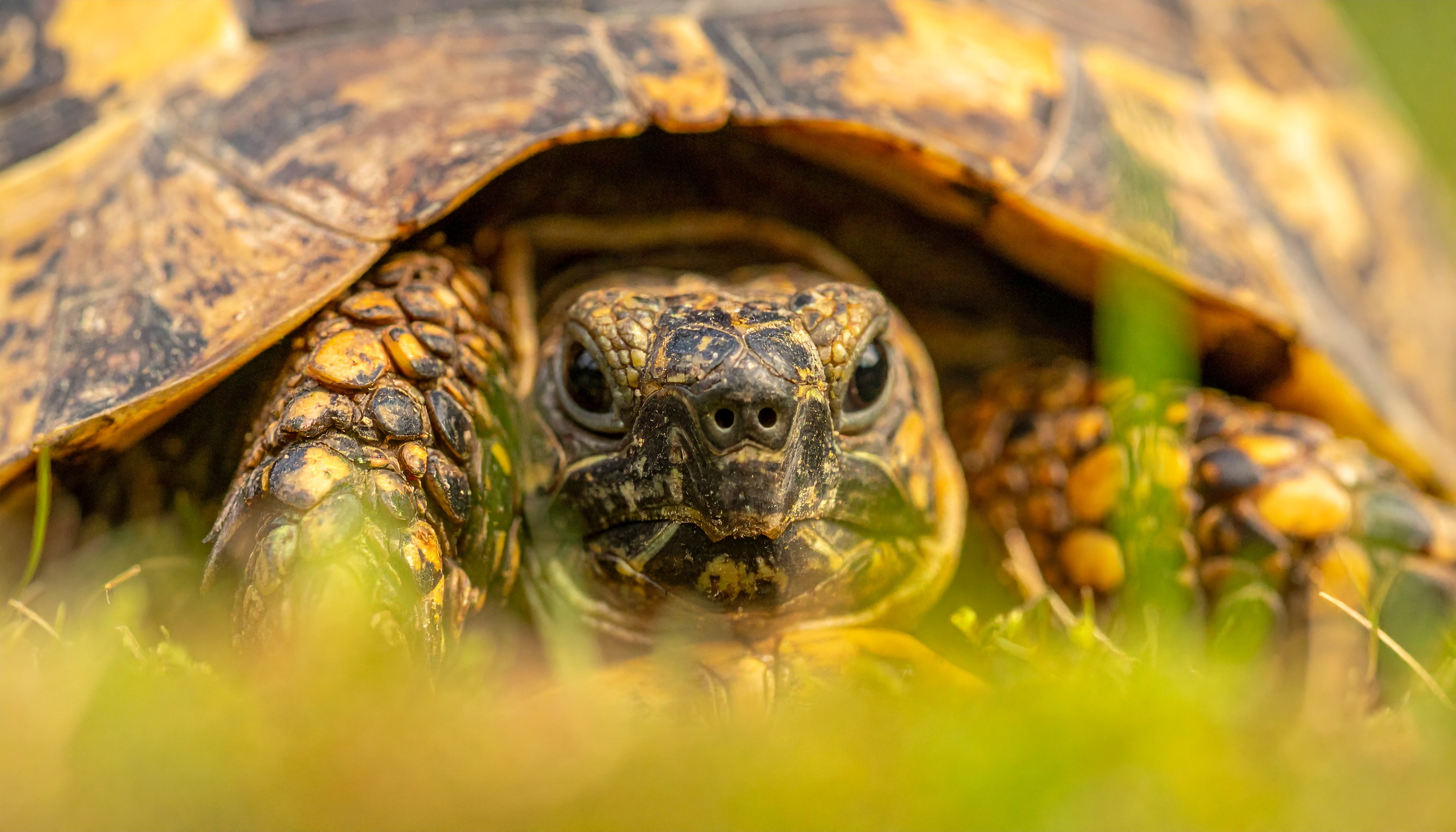 Meilleur abri pour tortue de terre : guide d'achat 2025