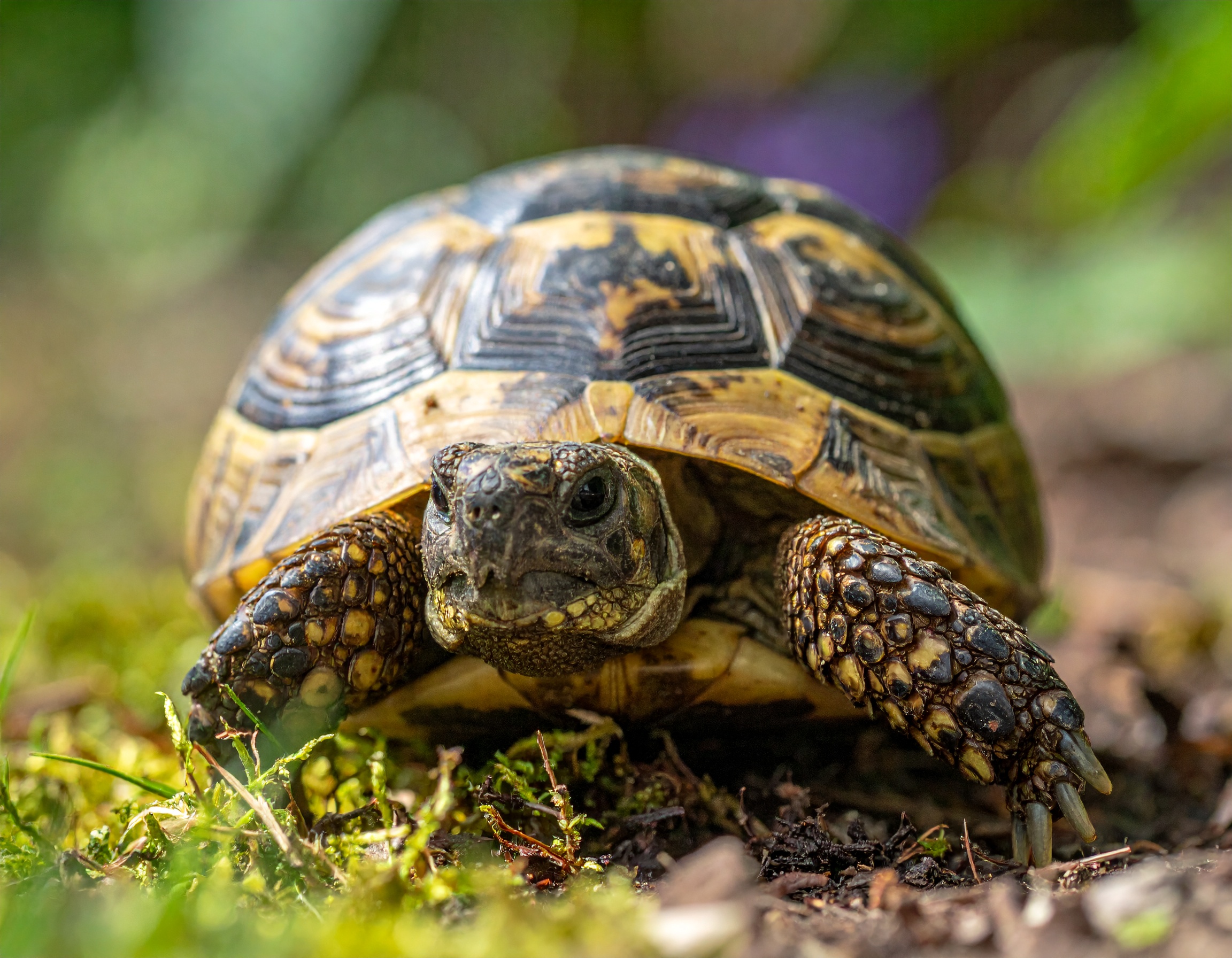 Abri tortue hermann : prix, types et guide d'achat