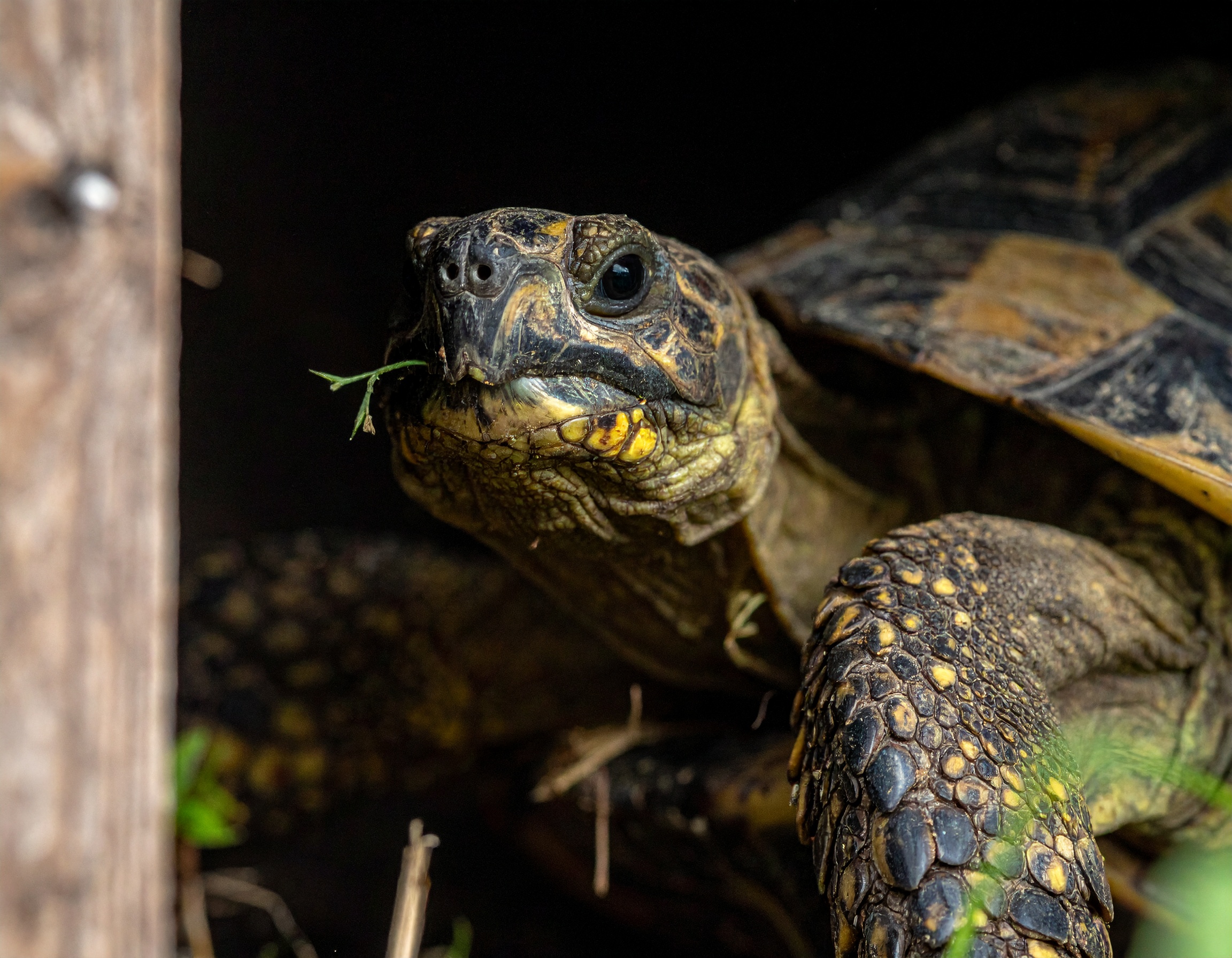 Accessoire tortue de terre : comparatif et prix 2025