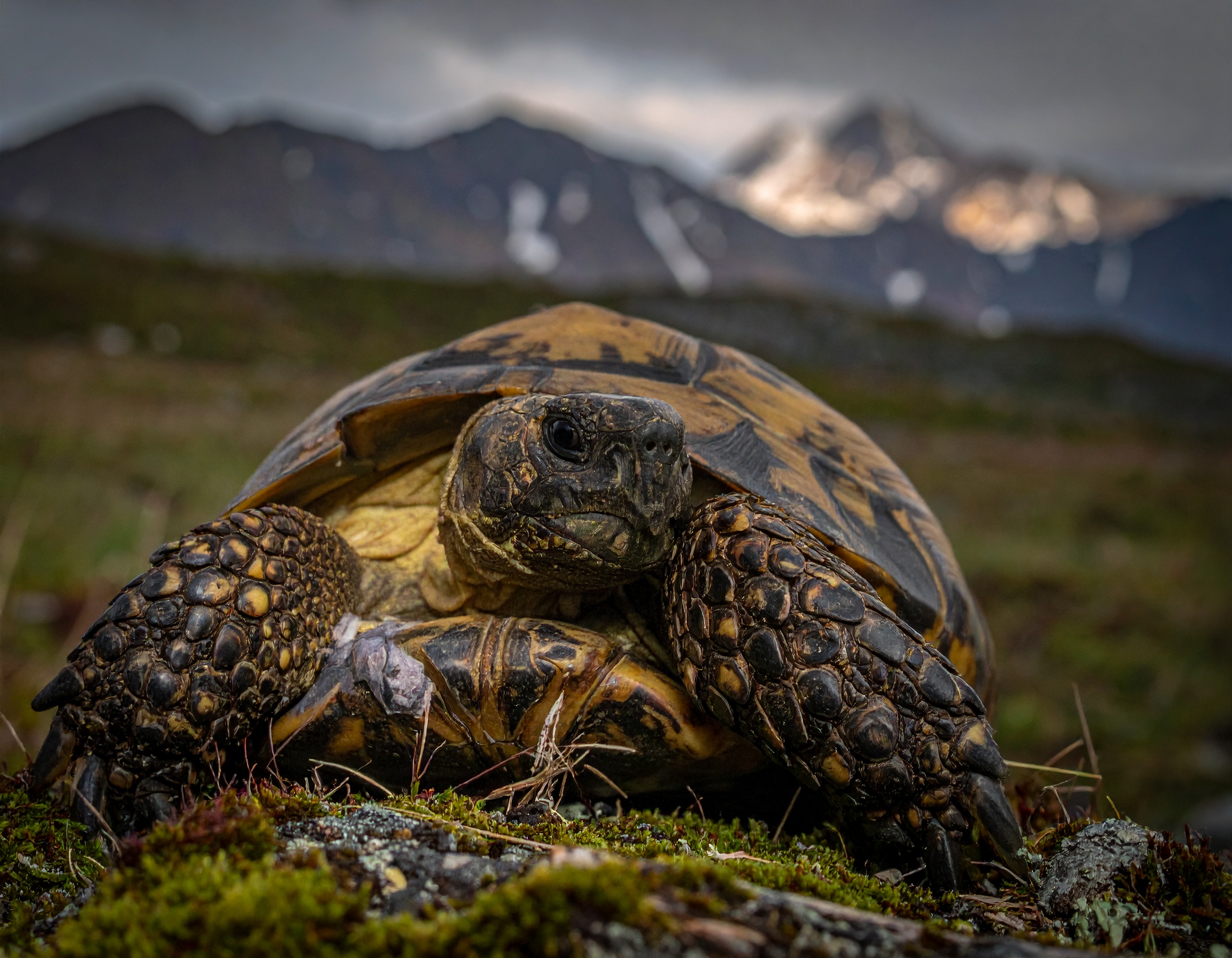 Tortue de terre : prix d'achat et meilleurs vendeurs