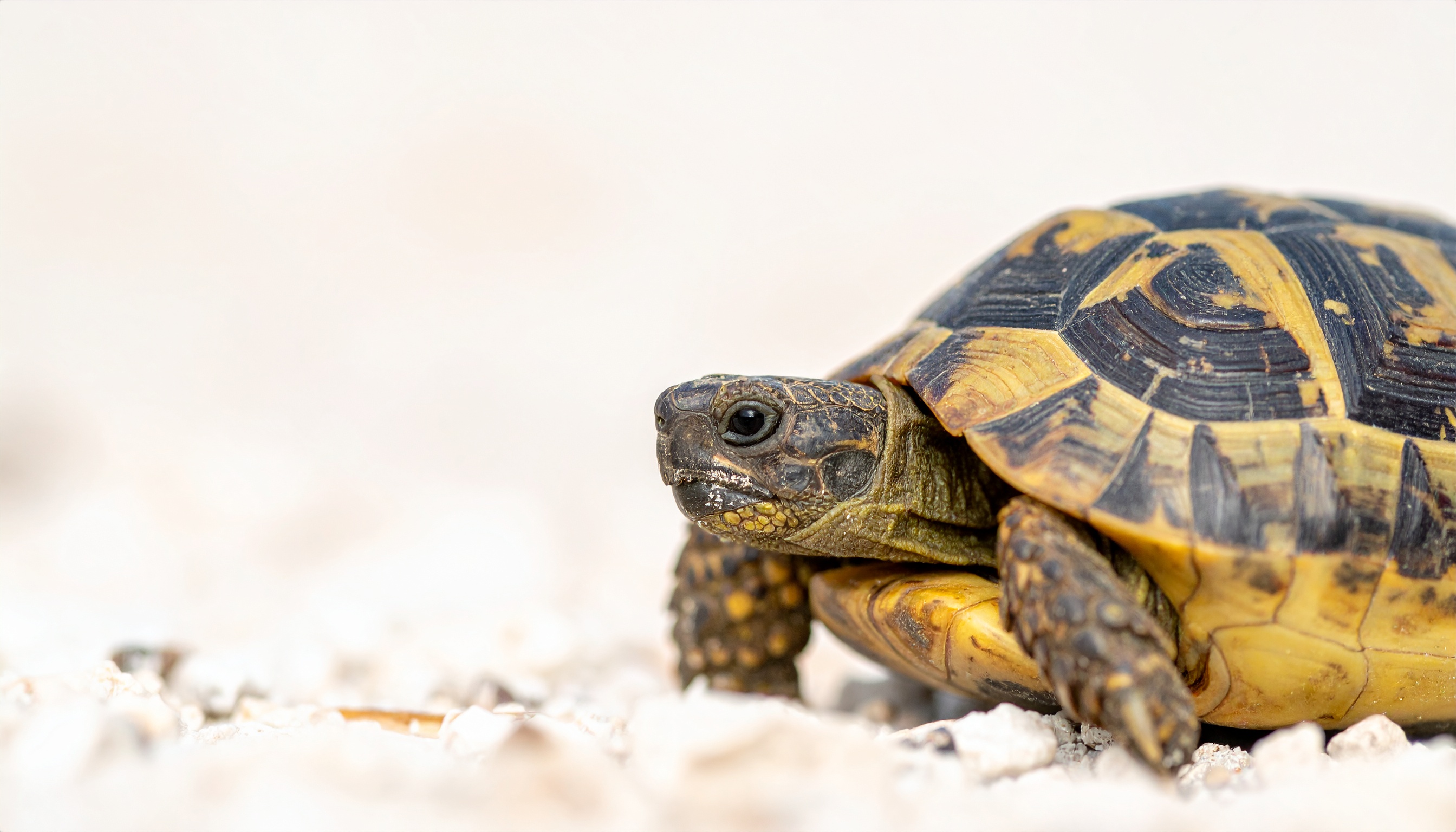 Âge tortue Hermann : durée de vie et guide d'achat complet