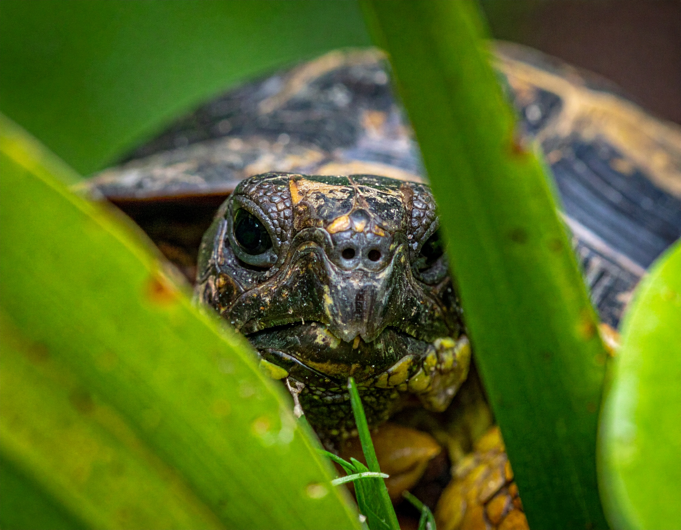 Cabane tortue de terre : prix, où acheter, pièges à éviter