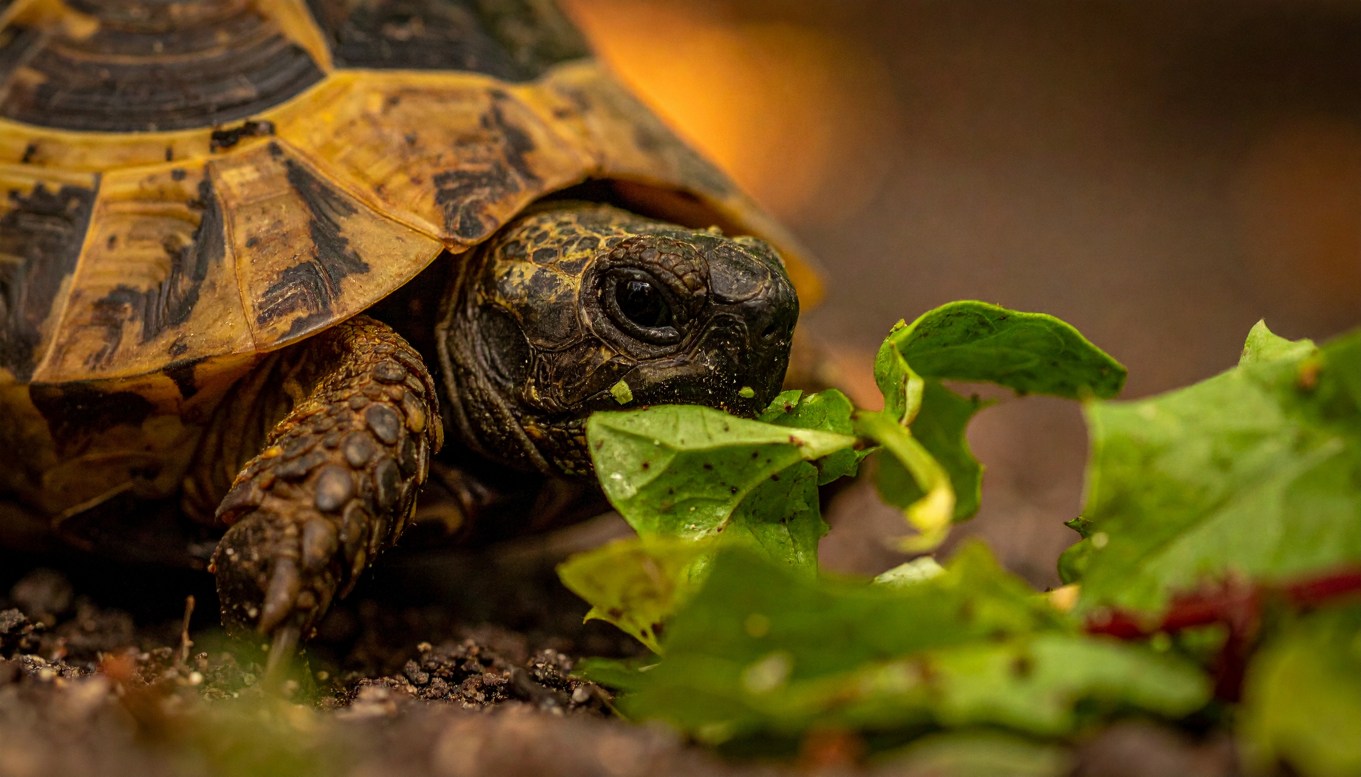 Meilleur aliment pour tortue hermann : guide d'achat 2025