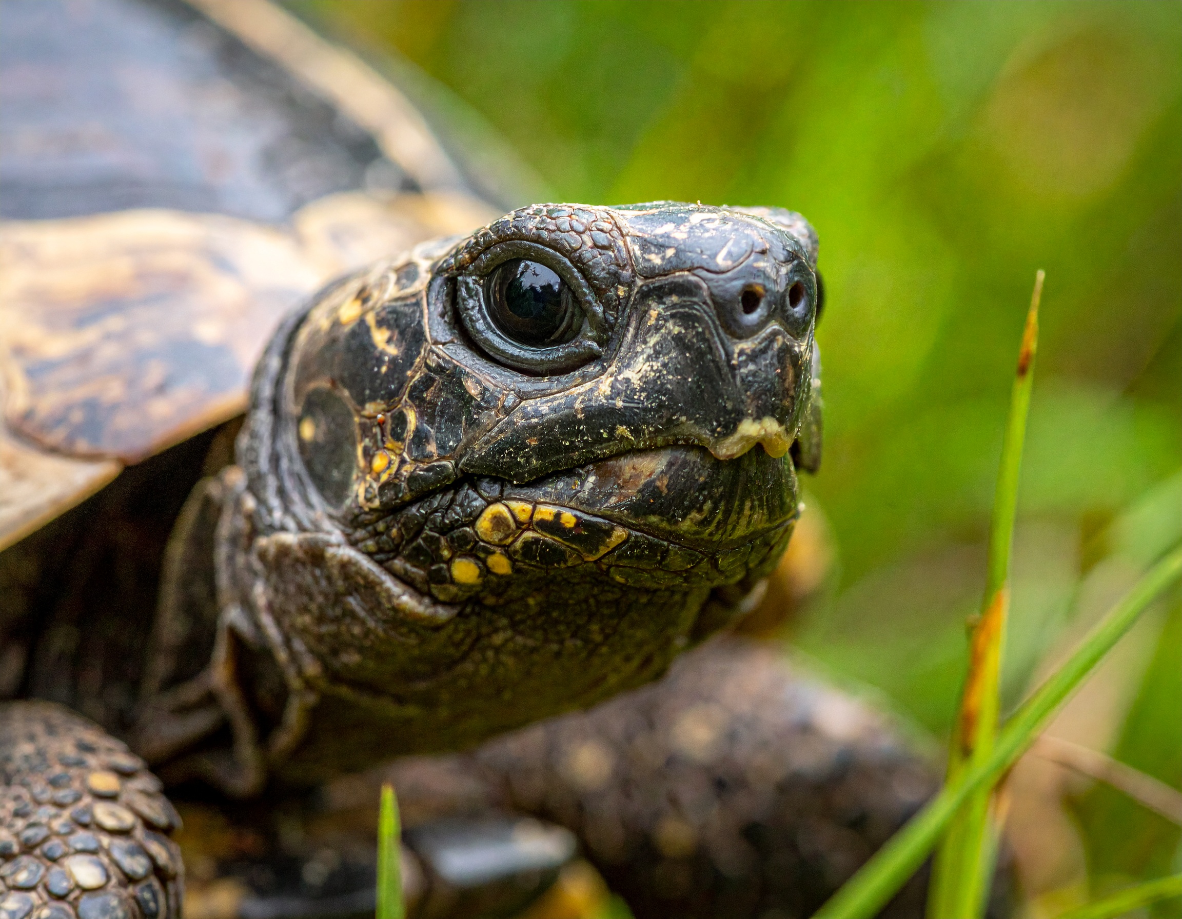 Où acheter une tortue de terre : comparatif vendeurs et prix