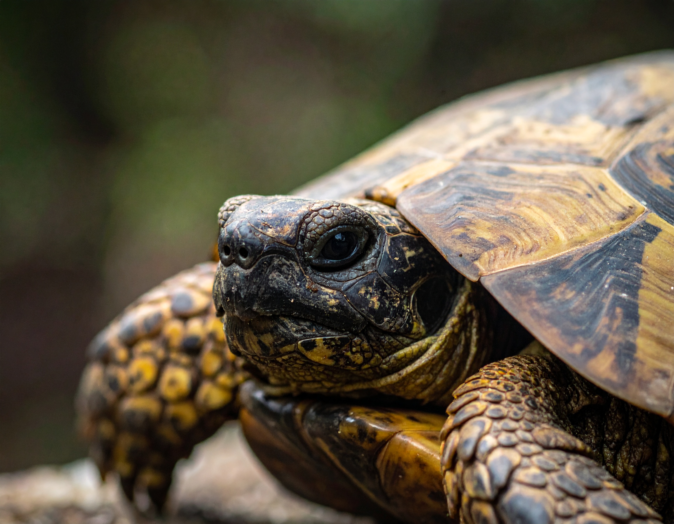Où trouver une tortue de terre : comparatif et prix 2025