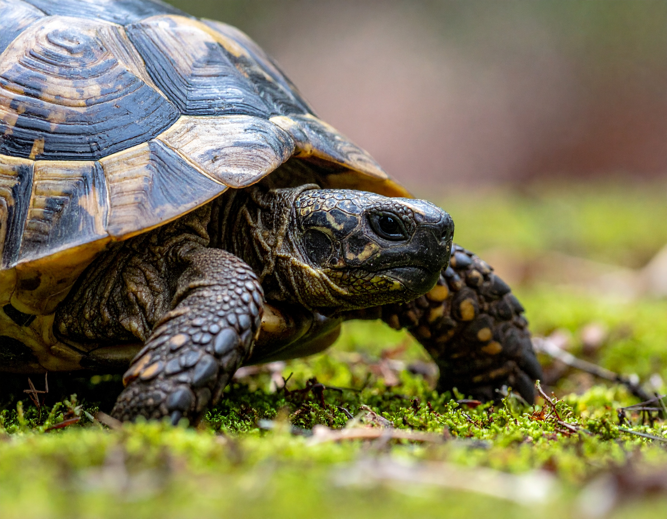 Tortue Hermann : prix d'achat et pièges à éviter 2025