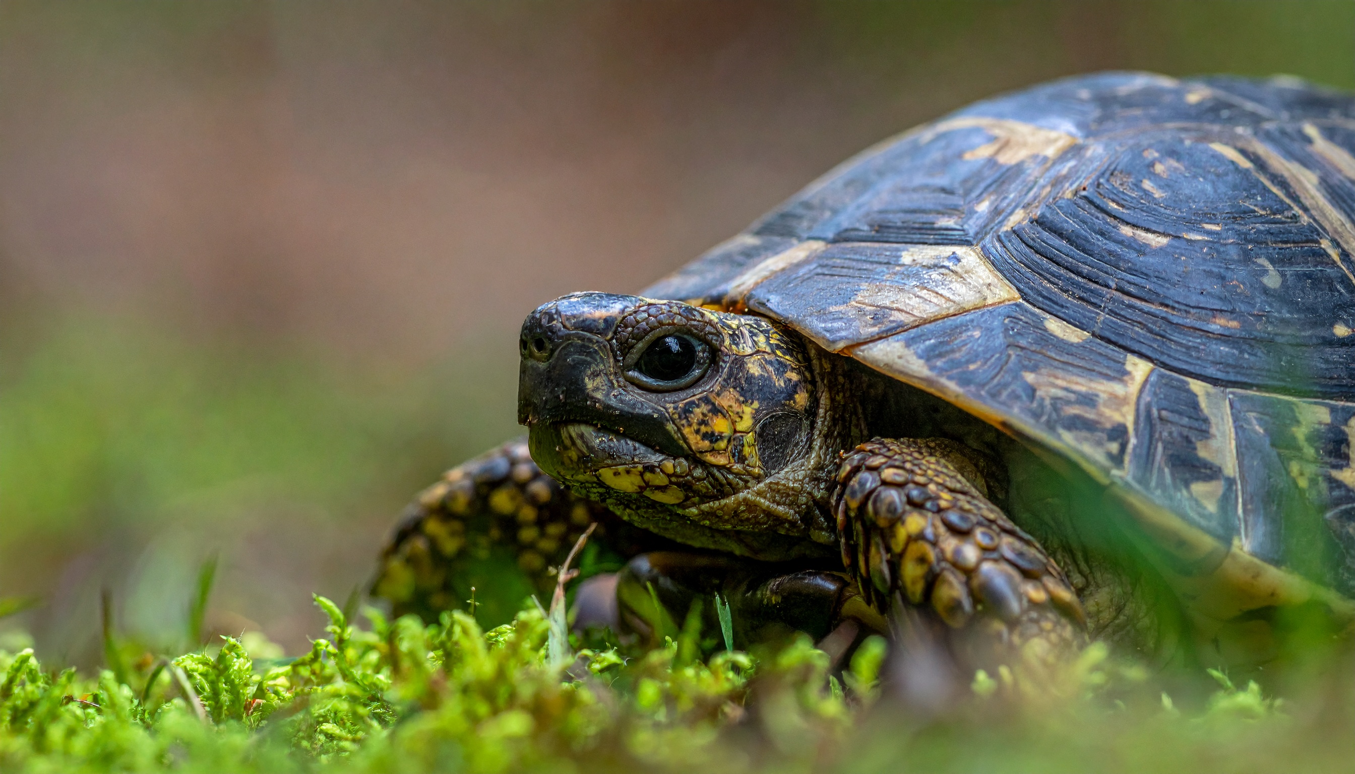 Comment reconnaître une tortue d'Hermann : méthode en 5 étapes