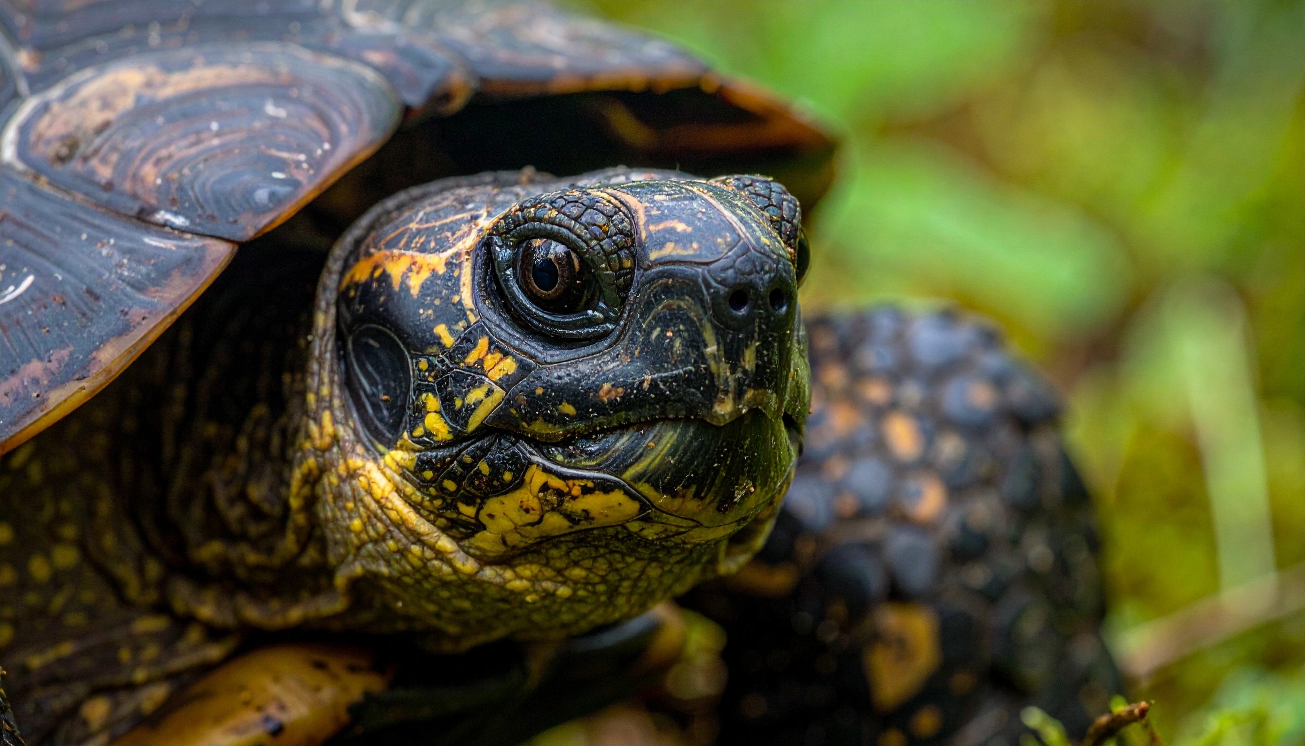 Comment donner du raisin à une tortue sans risque