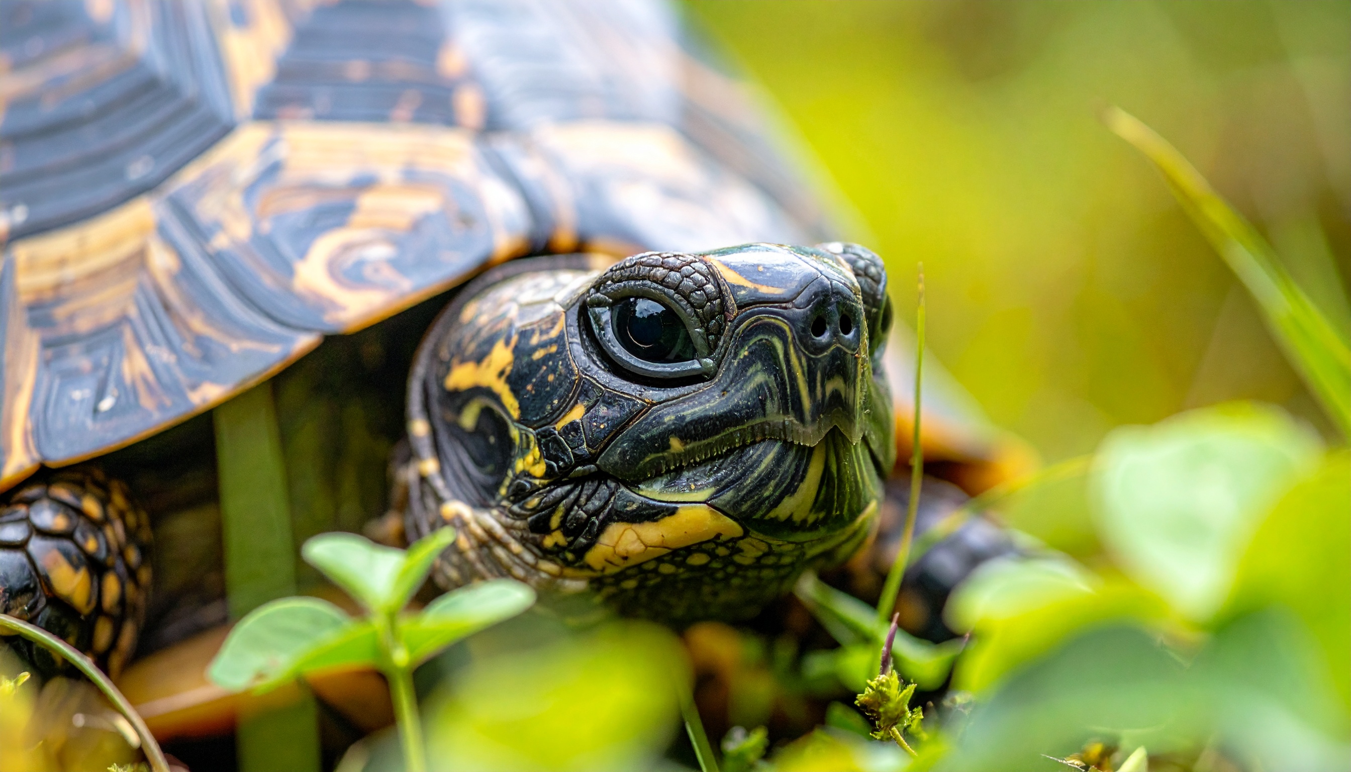 Comment réussir la reproduction de la tortue Hermann