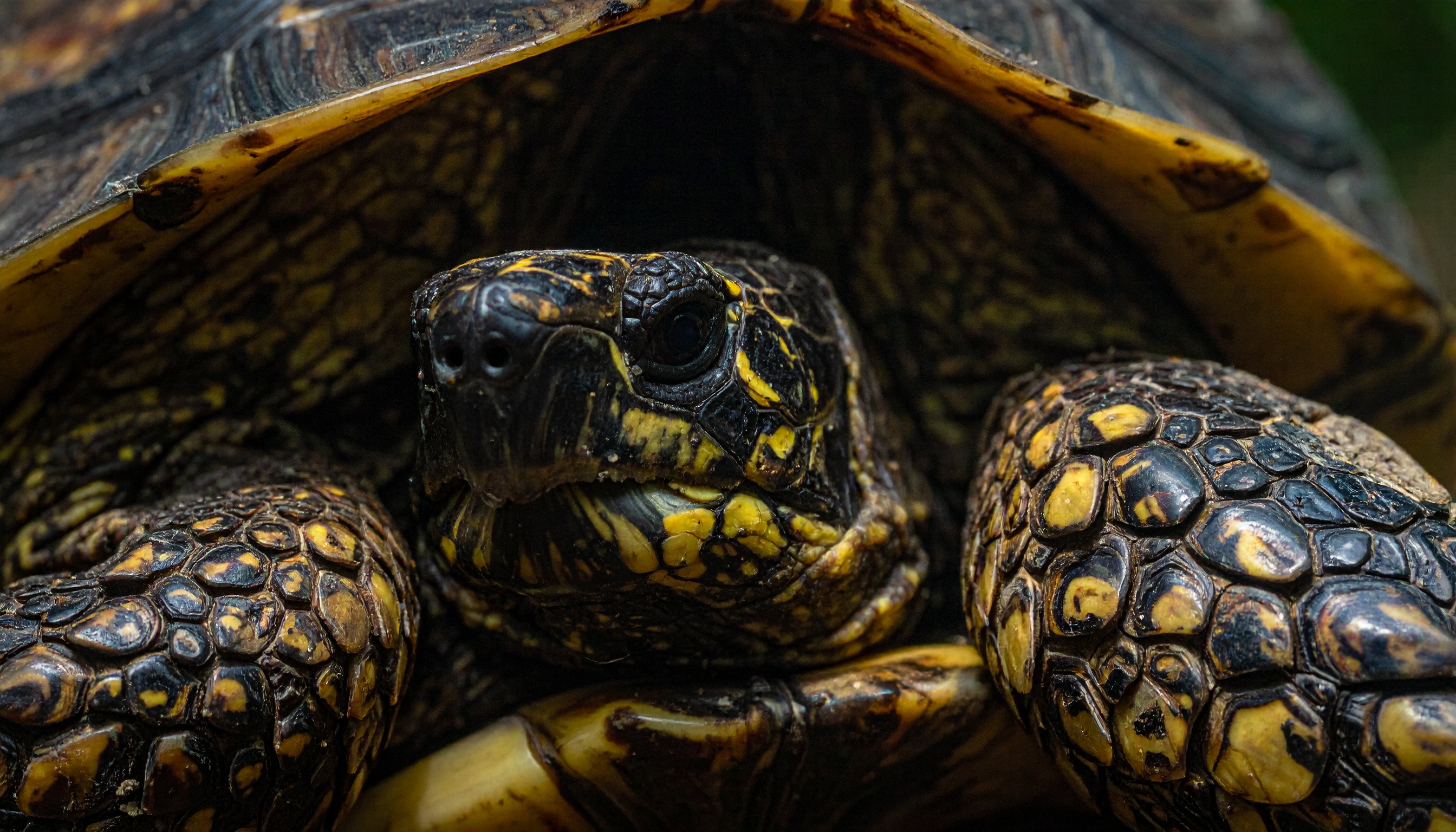 Comment calculer la taille d'un enclos pour tortue