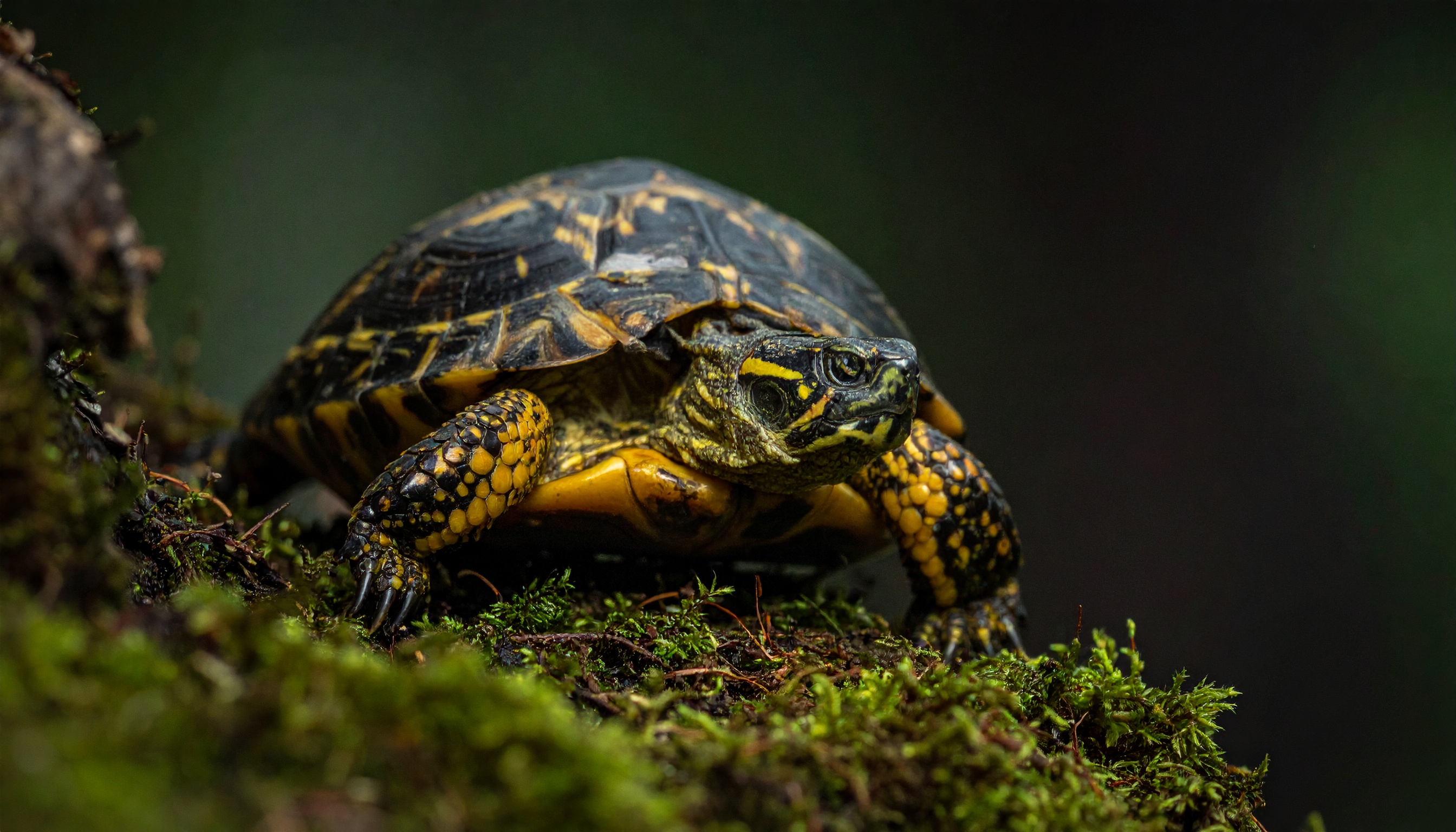 Comment mesurer et interpréter la taille d'une tortue hermann à 1 an