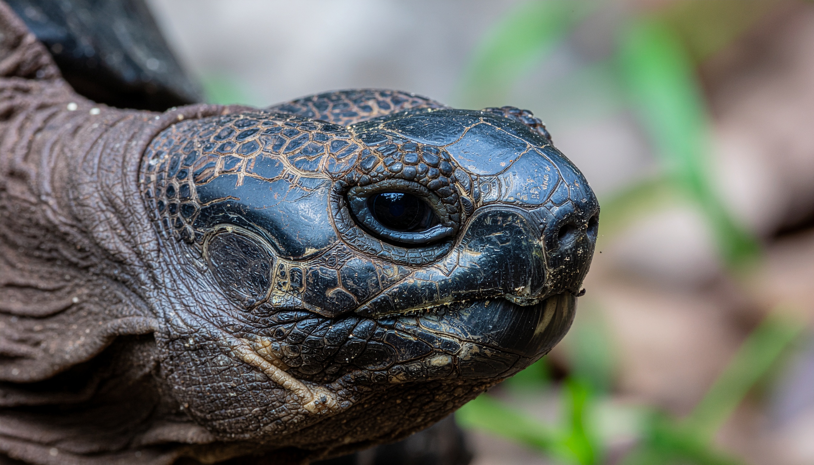 Comment réguler la température pour une tortue hermann