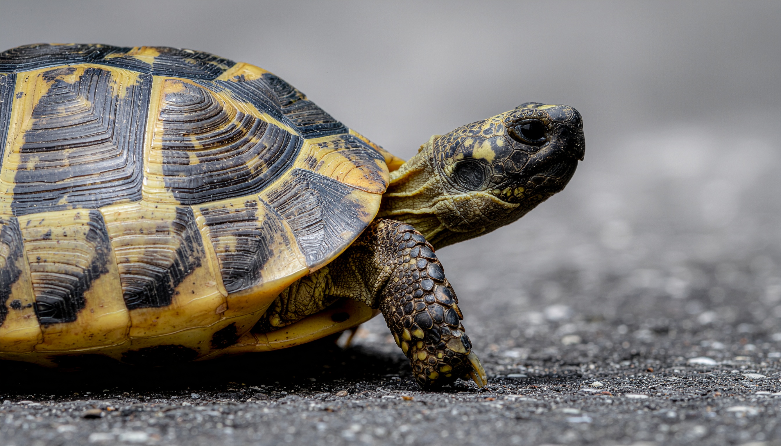 Comment suivre l'incubation des œufs de tortue de terre