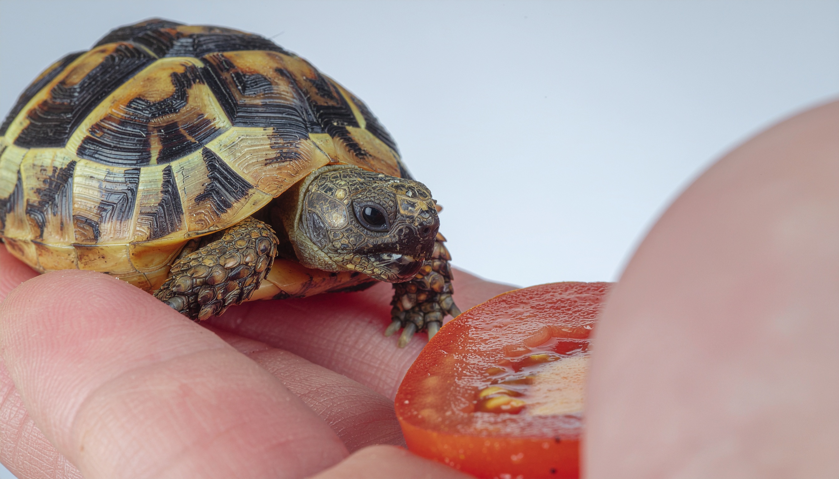 Comment donner de la tomate à votre tortue en toute sécurité