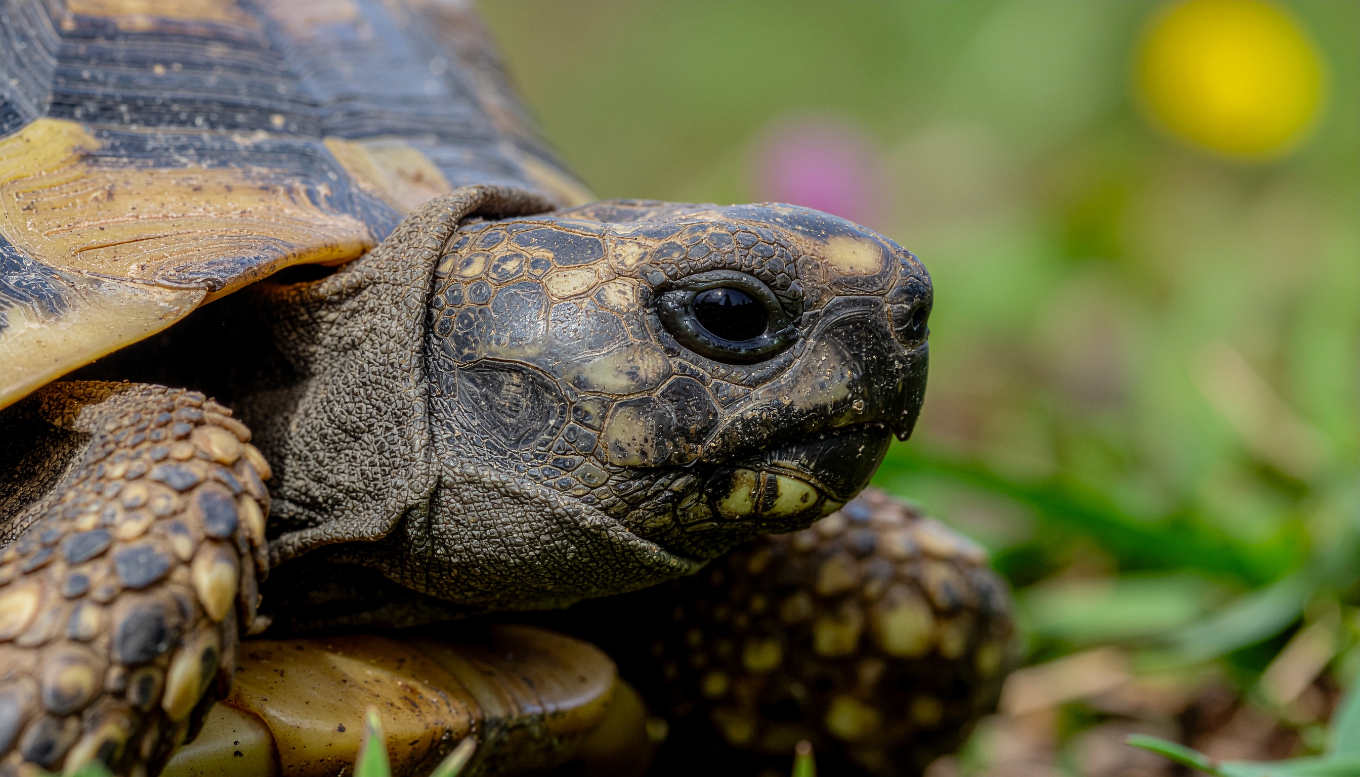 Comment élever une tortue hermann chez soi