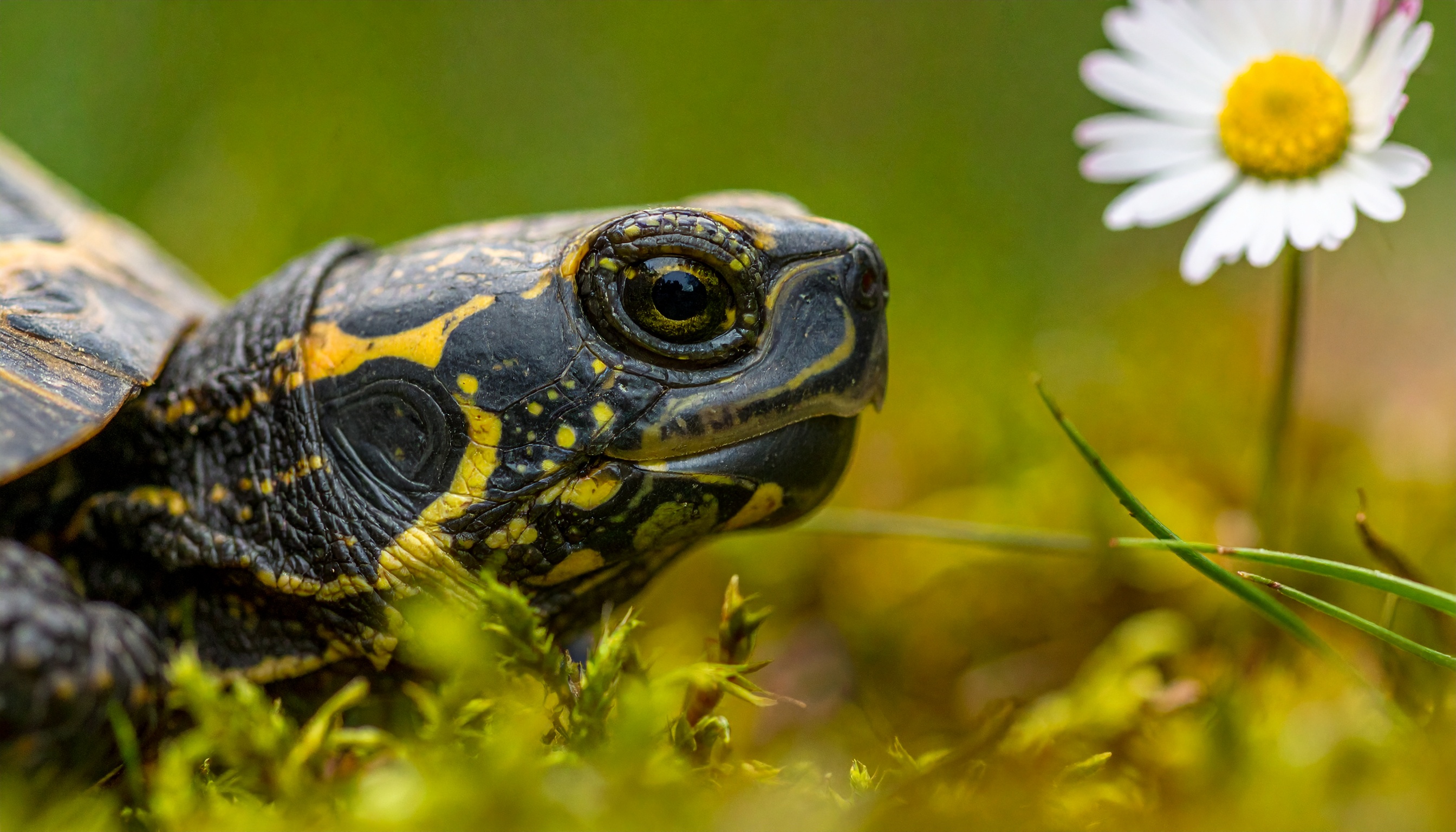 Tortue en animalerie : comparatif et prix 2025