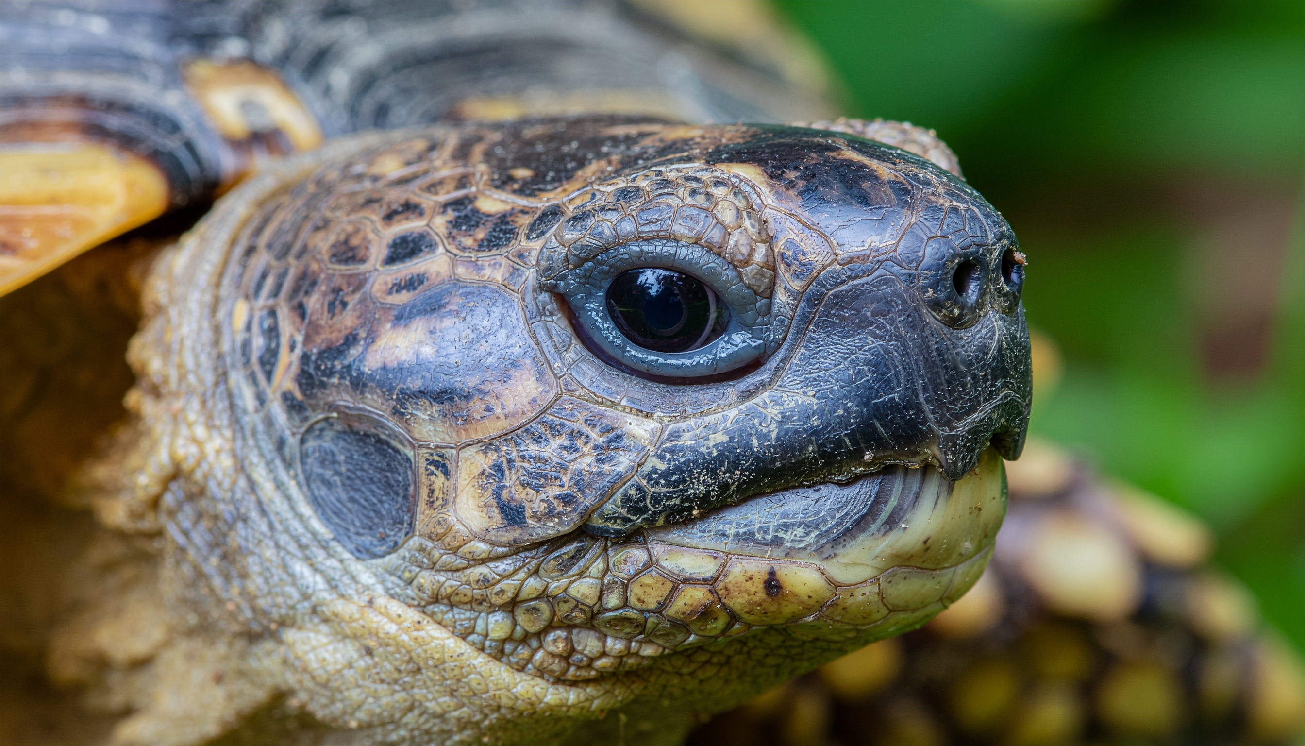 Comment choisir et accueillir une tortue de compagnie