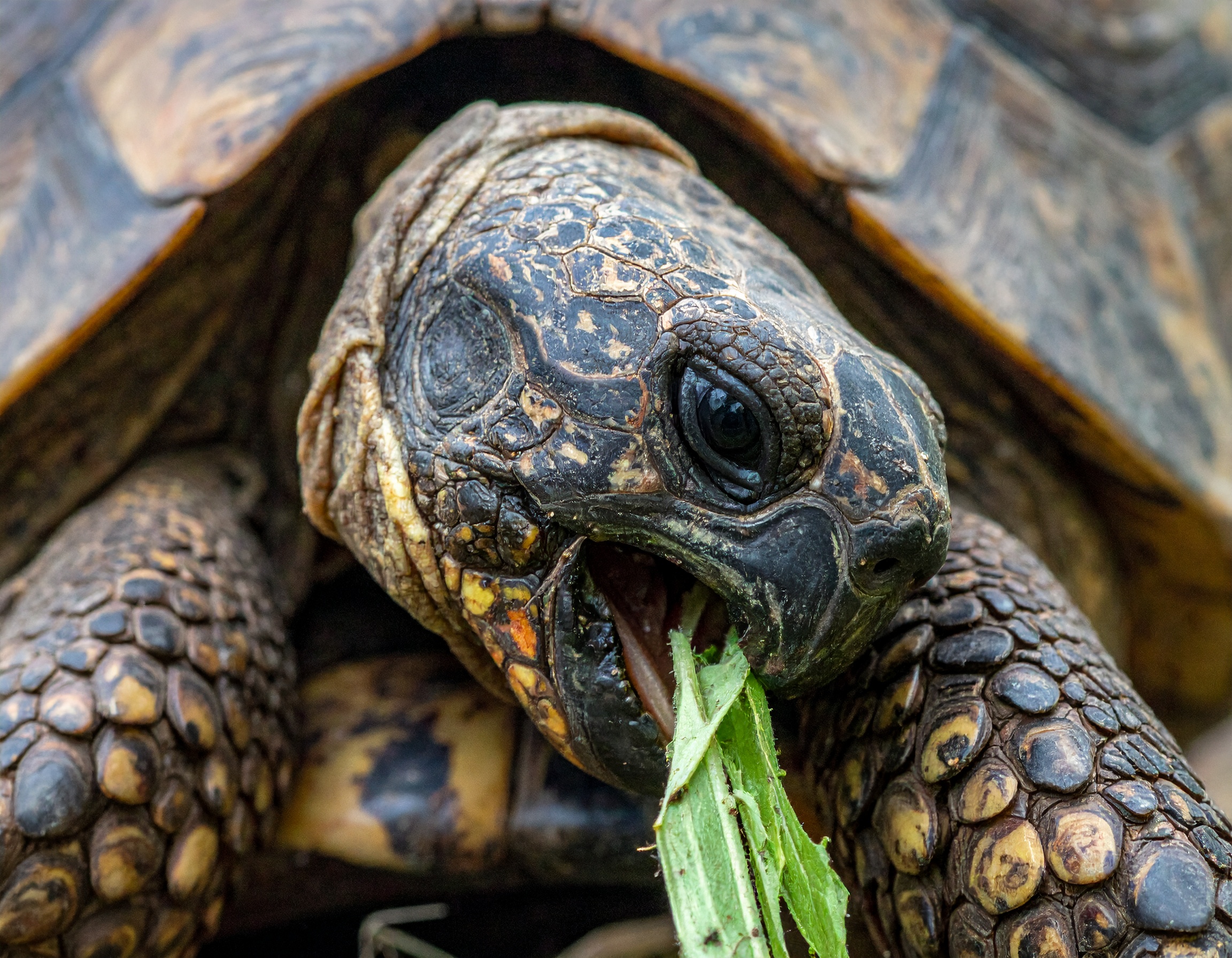 Comment connaître la taille adulte de votre tortue hermann