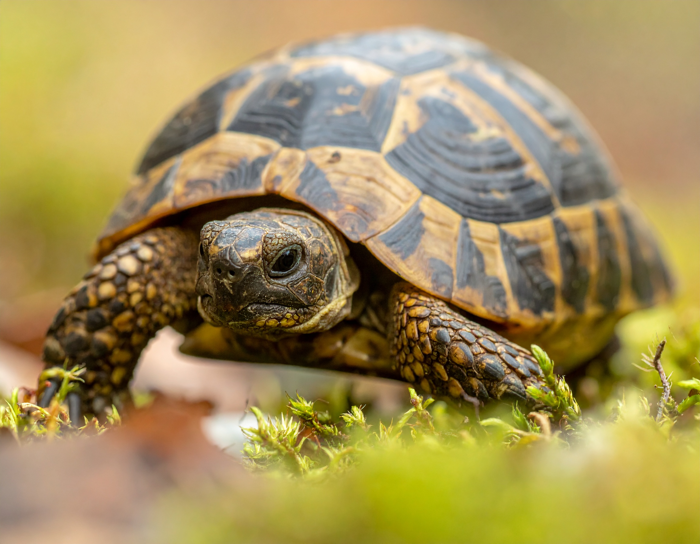 Comment savoir si ma tortue pond des oeufs : guide pratique