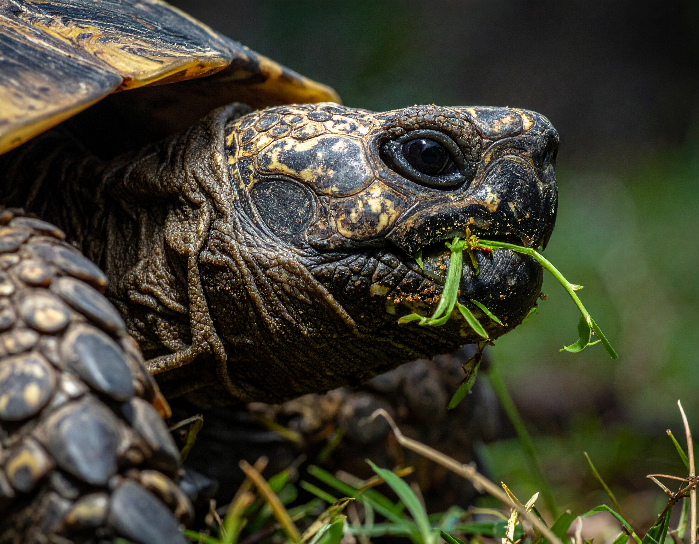 Comment comprendre le comportement alimentaire de votre tortue