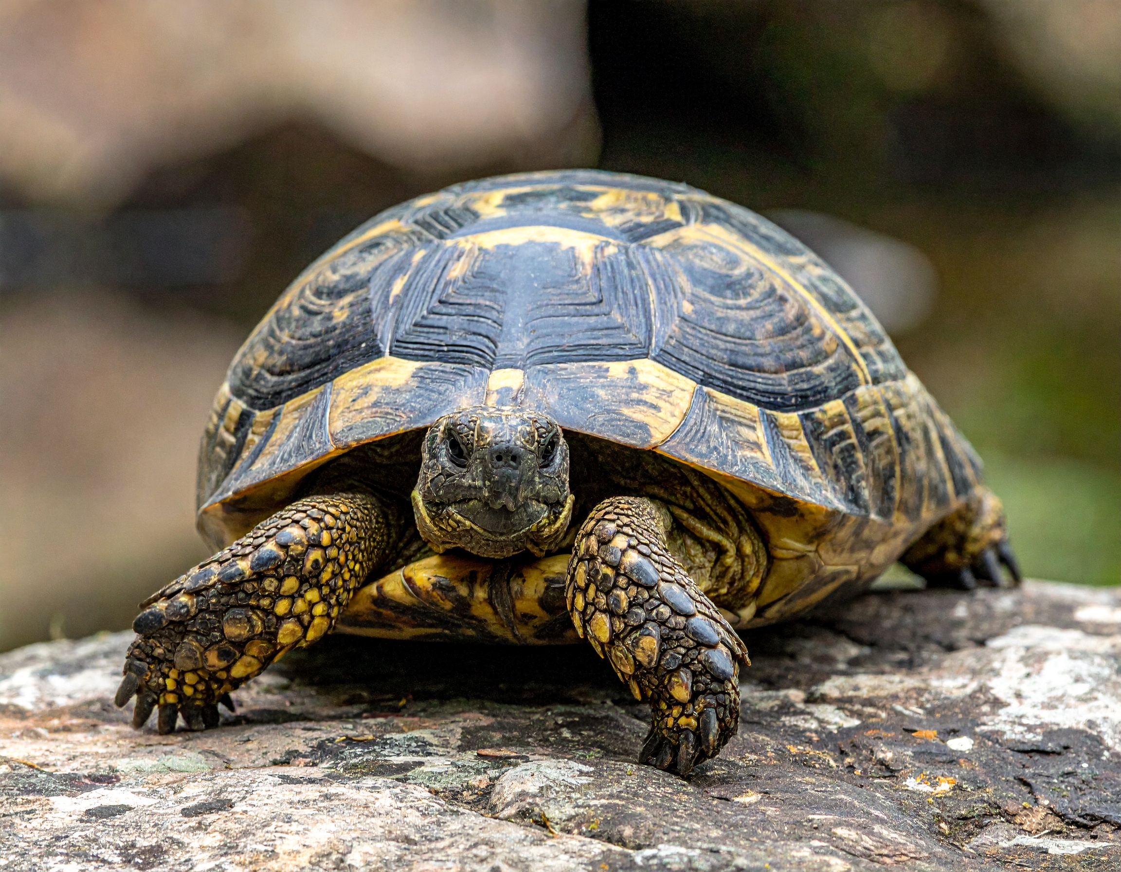 Comment comprendre les tortues reptiles : guide complet
