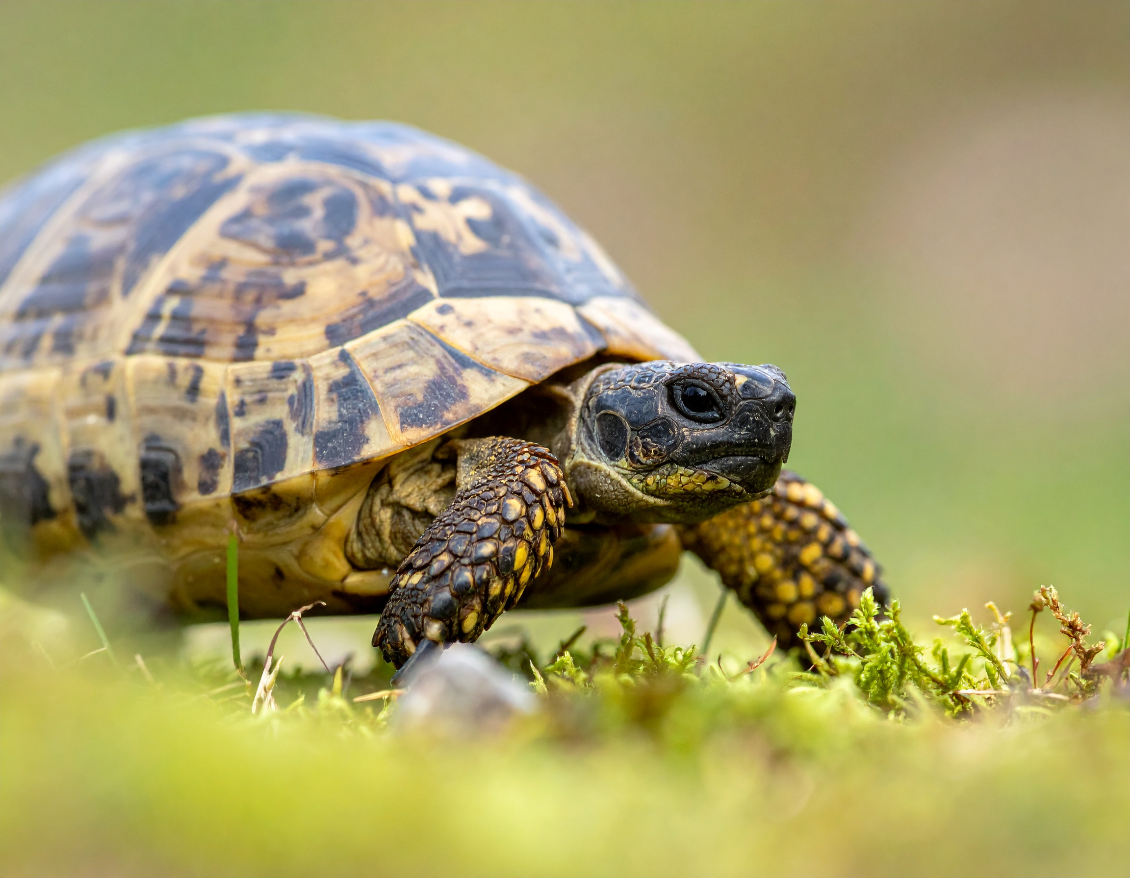 Comment réveiller une tortue après l'hibernation