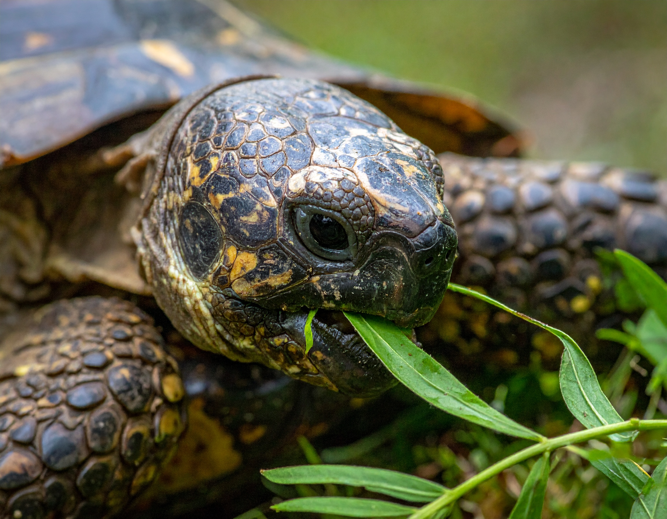 Meilleur nourriture tortue de terre : comparatif prix 2025